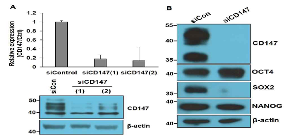 BSG(CD147) knockdown된 인간 만능줄기세포에서 전분화능 유전자의 저해. (A) BSG(CD147) siRNA를 transfection후 knockdown 효율 80% 이상임. (B) SOX2는 크게 감소하였고, NANOG 발현이 약하게 감소함