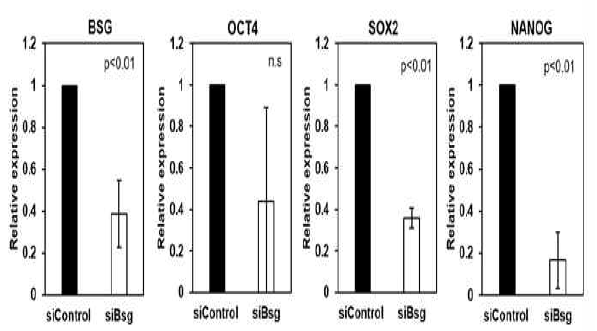 BSG(CD147) knockdown된 인간 만능줄기세포의 전분화능 유전자 저해. BSG(CD147) siRNA를 transfection후 전분화능 마커중 Sox2와 Nanog 발현이 크게 감소 함