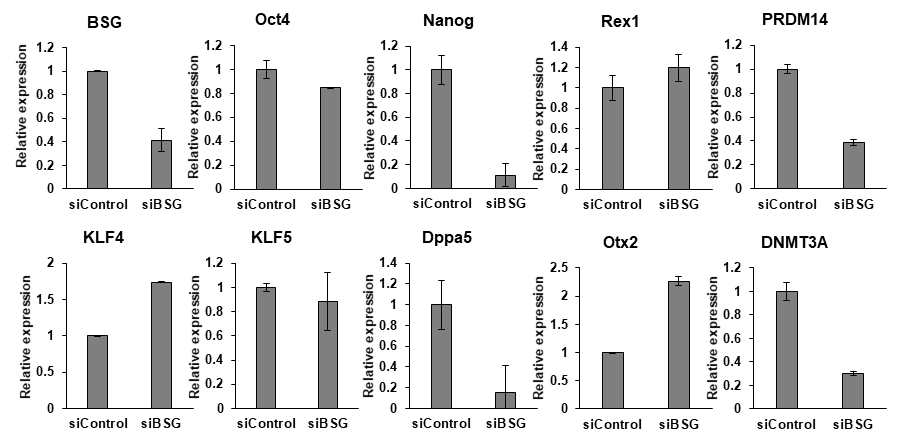 BSG/CD147 knockdown된 naive H9에서 naive유전자의 저해. BSG(CD147) siRNA를 H9-2iL/F/A 세포에 transfection 후 전분화능 (OCT4와 Nanog)과 naive 유전자 (Prdm14, Dppa5) 발현이 감소함을 보임