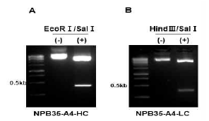 클로닝된 NPB35-A5 항체 유전자의 중쇄 및 경쇄