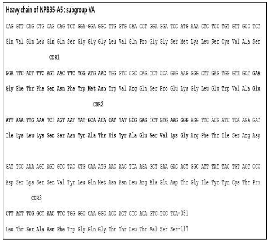 NPB35-A5 중쇄 아미노산 서열. 중쇄는 서브그룹 VA 에 속하고, CDR1 은 26-35, CDR2 는 50-68, CDR3 는 101-106 임