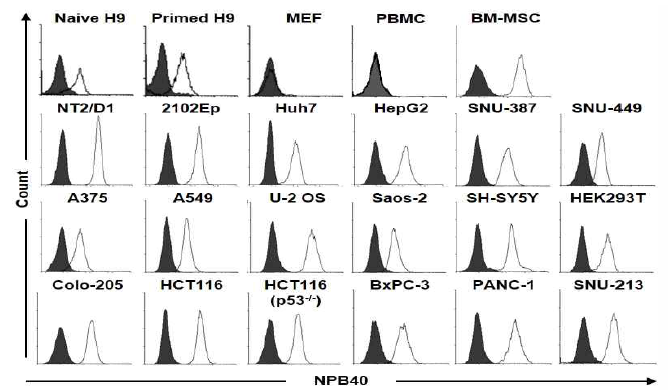 다양한 세포에서 NPB40 항체의 결합력 분석. Naïve 및 primed H9, MEF, 다양한 암세포 및 혈액세포 (PBMC)에 대한 NPB40 항체의 결합력 (실선)