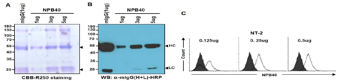 NPB40 항체의 정제와 분석. Protein G-agarose column을 이용하여 항체를 정제한 후 CBB staining solution (A)과 anti-mouse IgG-HRP 2차 항체 (B)를 이용하여 heavy chain (중쇄)과 light chain (경쇄)을 확인하고, (C) FACS로 결합력을 확인함