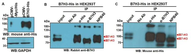 Antigen validation of NPB40. NPB40 항원이 B7-H3인지 재확인하기 위해 (A) pCMV3-B7H3-His vector를 이용해 His-tagging B7-H3의 정상적인 발현을 확인한 후, transfection 한 HEK293T 세포추출액에서 NPB40, anti-B7-H3, anti-His 항체를 이용하여 면역침강한 결과 NPB40 항체가 면역 침강시킨 항원이 anti-CD98hc, anti-Flag처럼 anti-B7-H3 (B)와 anti-His (C)에 의해 검출됨을 보여줌