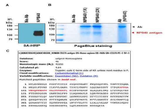 NPB40 항원의 동정. NPB40에 의해 면역침강된 110kDa의 표면 단백질(A)을 PageBlue 로 염색 (B) 한 후 LC-MS/MS 분석을 통해 B7-H3 (CD276, PD-L3)으로 동정하고 match 되는 peptide와 이 peptide의 아미노산을 표시함 (적색) (C)