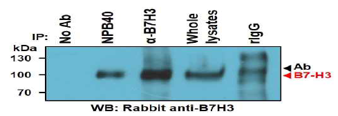 Analysis of NPB40 antigen using commercial B7-H3 antibody. NPB40과 anti-B7H3 면역침강한 단백질을 상업적인 anti-B7H3 항체로 검출함