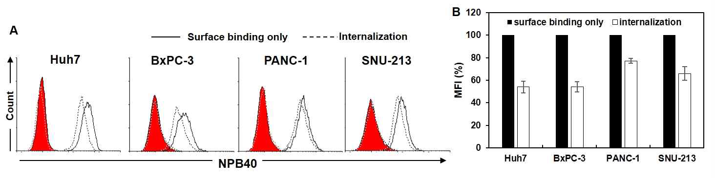 Internalization of NPB40 antibody. Flow cytometry를 통해 인간 간암 세포 (huh7) 및 인간 췌장암 세포 (BxPC-3, PANC-1, SNU-213)에서 NPB40의 세포막 내부화를 확인함. (A) 실선은 4℃에서 세포 표면에의 NPB40의 결합력, 점선은 37℃에서 내부화 된 이후의 NPB40의 결합력, 회색 바탕은 2차 항체만 반응시킨 것이다. (B) 평균형광세기를 나타낸 것으로 검정색 막대는 4℃에서의 NPB40의 평균형광세기, 흰색 막대는 37℃에서의 NPB40의 평균형광세기를 나타냄