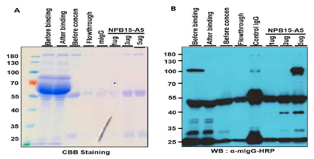 NPB15 항체의 정제. Protein G로 정제한 후 (A) CBB staining과 (B) anti-mouse IgG-HRP로 Western blotting 수행함