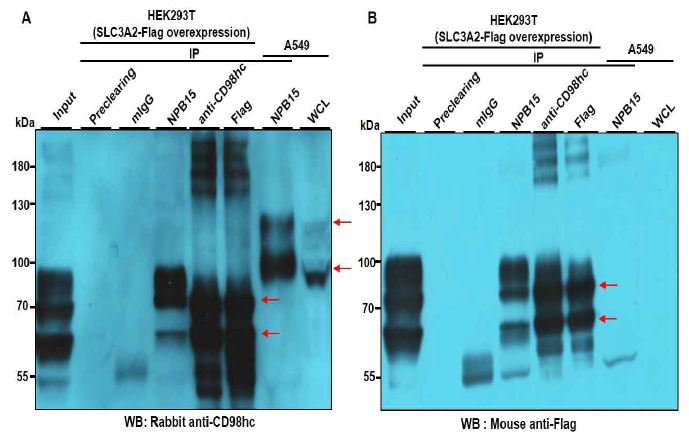 Antigen validation of NPB15. NPB15 항원이 CD98hc인지 재확인하기 위해 (A) pCMV3-CD98hc-Flag vector를 이용해 Flag-tagging CD98hc의 재조합 단백질의 발현을 확인한 후, transfection 한 HEK293T와 A549에서 NPB15, anti-CD98hc, anti-Flag 항체를 이용하여 면역침강 한 결과 NPB15 항체가 면역 침강시킨 항원이 anti-CD98hc과 anti-Flag처럼 anti-CD98hc (A)와 anti-Flag 항체 (B)에 의해 검출됨을 보여주고 A549에서도 검출되지만 크기가 다름을 보여줌