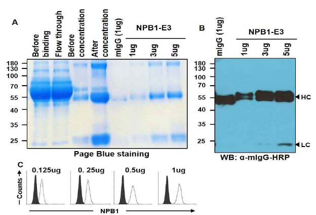 Purification of NPB1 antibody. 항체를 정제한 후 CBB staining(A)과 anti-mouse IgG-HRP (B)를 이용하여 heavy chain (중쇄)과 light chain (경쇄)을 확인함