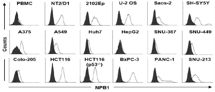 Analysis of binding activity of NPB1 in various cancer cells. 인간 배아암 (NT-2/D1, 2102Ep) 세포, 다양한 암세포 및 정상 말초 혈액 단핵세포 (PBMC)에 대한 단일클론 항체 NPB1의 결합력. 실선은 NPB1의 결합력, 회색 바탕은 2차 항체만 반응시킨 것임