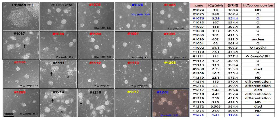 Naive conversion effects of new GSK-3β inhibitors. 2i/L/F/A 조건에서 GSK-3β inhibitor인 3uM CHIR99021 (IC50 6.7nM) 대신 새롭게 동정된 GSK-3β inhibitor를 처리하여 naive conversion effect를 확인함. 17개 chemical중에서 naive conversion effect를 보이는 것은 12개 (Red & Blue), 일부 chemical (검은색)은 약하게 naive conversion effect를 보이기는 하지만 분화된 세포가 혼재되어 있고, 일부 chemical (노란색) 처리는 대부분의 세포 죽음(cell death)을 초래함. 각 그림 하단에 IC50(nM)에 표시됨. 이중 #1076, 1275는 CHIR99021보다 IC50 낮음