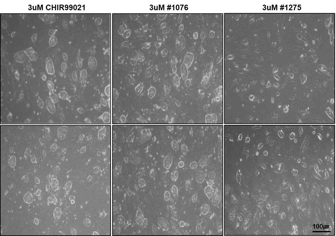 naive (2i/L/F/A 조건) H9세포에서 3μM CHIR99021와 3μM #1076, #1275로 10일 더 배양한 후 모든조건에서 dome 모양의 colony가 잘 형성되는 것을 관찰함