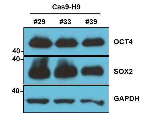 Cas9-H9 세포 제조후 pluripotency marker 발현을 Western으로측정함