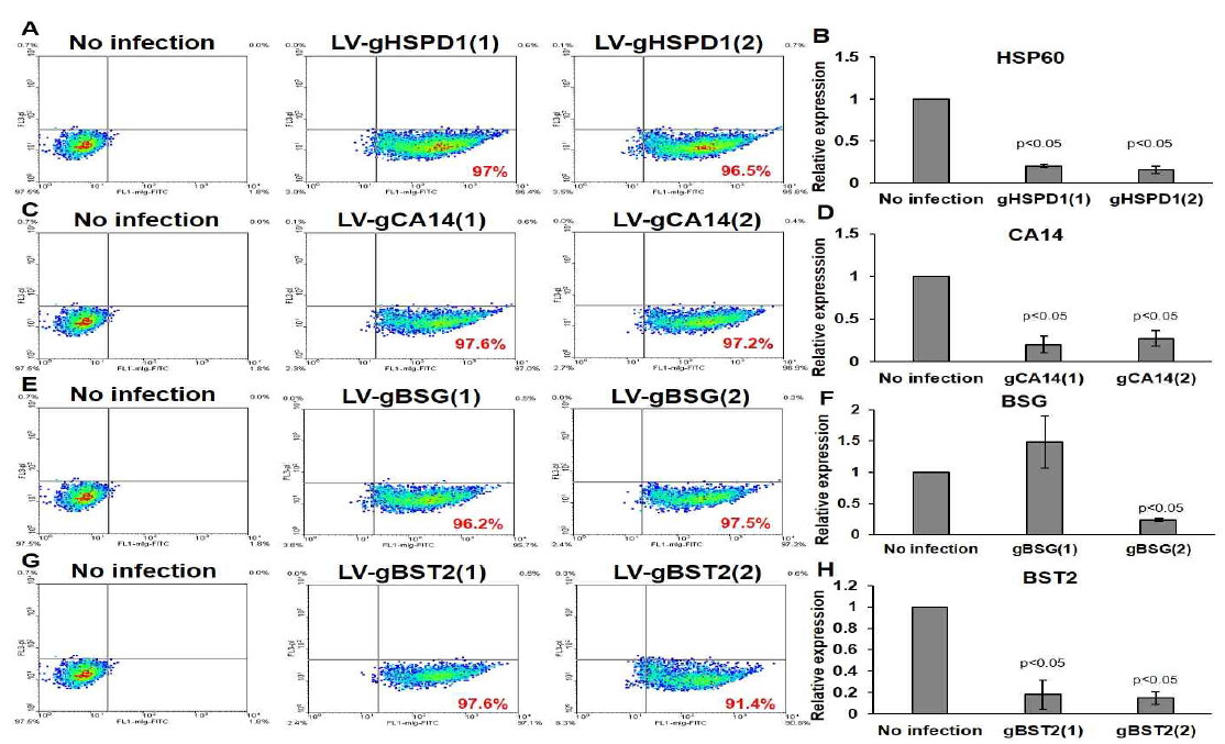 Cas9-H9세포에서 lentiviral gRNA를 이용한 4가지 유전자 HSPD1, CA14, BSG, BST2 Kncockout 효율 측정. (A,C,E,G) HEK293FT에서 lentiviral vector transfection 후에 GFP 발현을 flow cytometry로 측정함. (B, D, F, H) Cas9-H9 세포에 gRNA발현 lentivirus vector 감염후에 각유전자 knockout 효율을 qPCR로 측정함