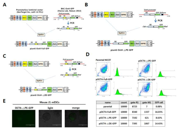 나이브 리프로그래밍 lentiviral vector 구축. A-C) 렌티 리포터 벡터 구축 모식도. D) NCCIT 세포에서 flow cytomery에 의한 리포터 발현 검증. E) 생쥐 J1 배아줄기세포에서 OCT4-△ PE-GFP 발현