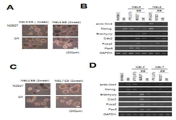 수립된 naive iPSC들의 in vitro 분화능 조사. A, C) iPSC의 embryoid body (EB) culture에 의한 삼배엽분화. B,D)RT-PCR에 의한 삼배엽 분화 측정