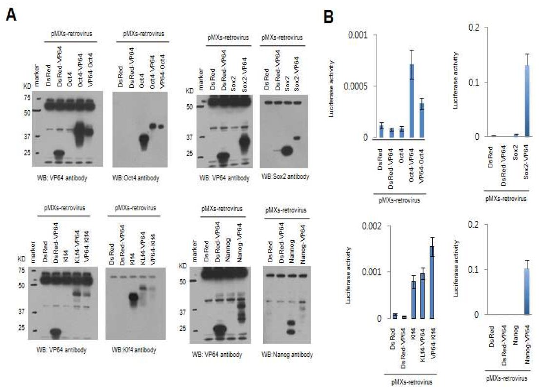 VP64 함유 리프로그래밍 인자에 의한 인간평활근세포에서 iPSC 제작. A) Western blot에 의한 VP64 fusion protein 발현 조사. B) Luciferase assay를 통한 VP64 fusion protein의 프로모터 활성도 측정