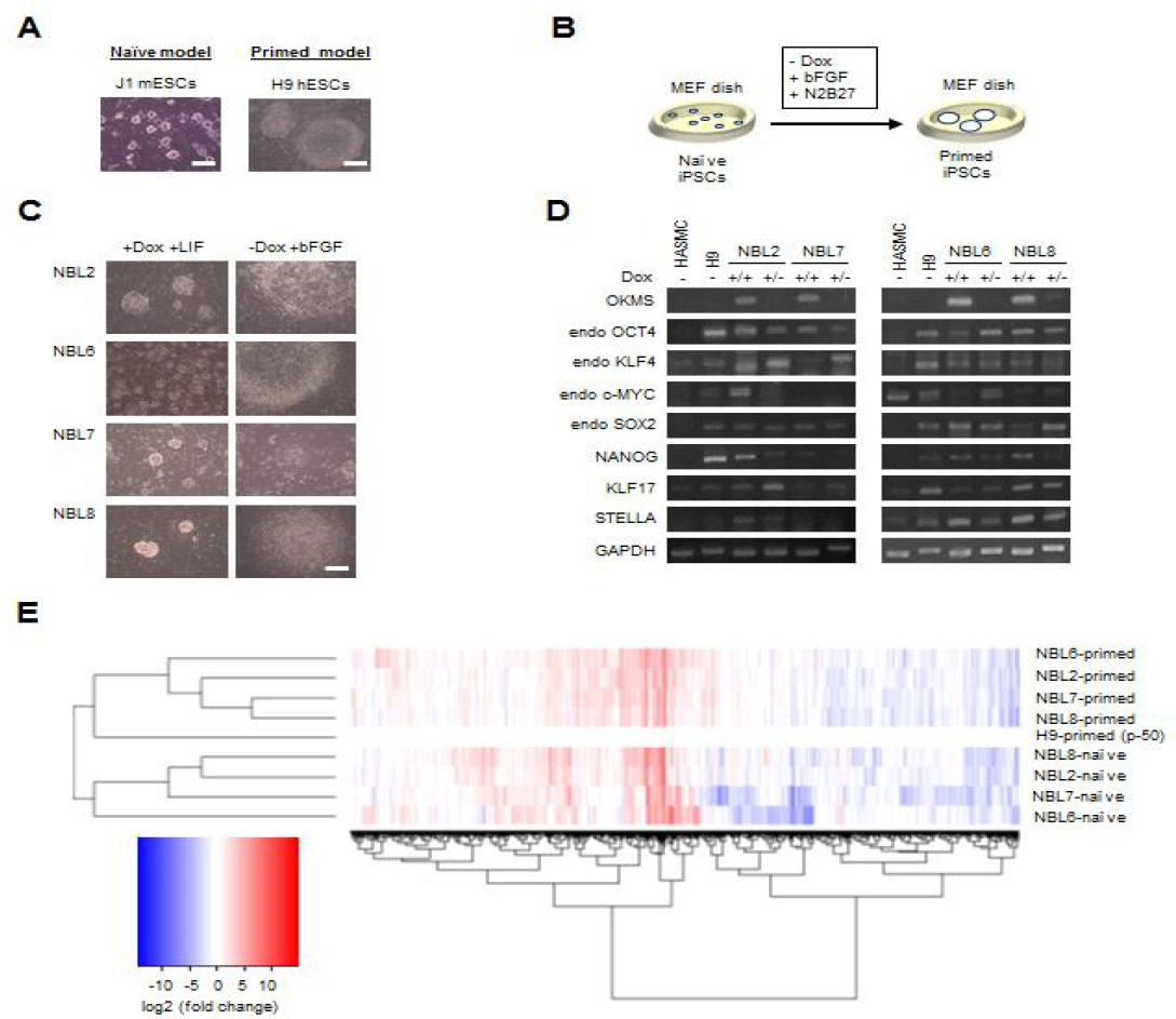 동일 인간평활근세포 유래 naive & primed iPSCs 제작 및 특성 분석. A) Primed와 naive ESC phenotype. B) Naive iPSC의 primed conversion 모식도. C) Dox withdraw에 의한 naive iPSC의 primed conversion. D) RT-PCR에 의한 naive iPSC의 primed conversion 시 pliripotent gene 발현 조사. E) Naive와 primed iPSC의 RNA-seq 분석 heat map