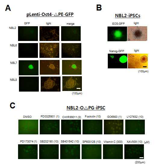 수립된 iPSC들에서 naive 특이 마커 발현 및 NBL2-O△PG-iPSC를 이용한 리프로그래밍 화합물의 개별 naivety 조사. A) 4종의 iPSC에서 Oct4-△PE-GFP 발현 조사. B) NBL2-iPSC에서 naive 마커 발현 조사. C) NBL2-O△PG-iPSC 이용한 리프로그래밍 화합물의 naivety 조사
