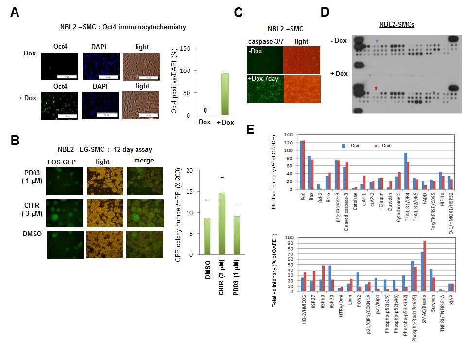 인간체세포 NBL2-SMC 기반 리프로그래밍 측정. A) Dox 처리 2일 후 Oct4 immunocytochemistry. B) NBL2/LIF/Dox 배양배지 기반 리프로그래밍 효율 측정. C) Dox 처리된 NBL2-SMC에서 caspase3/7 형광 기반 apoptosis 측정. D) Dox 처리 7일 후 apoptosis antibody array 분석. Blue asterisk, Bcl2 (- Dox). Red asterisk, Bcl2 (+ Dox). E) ImageJ를 이용한 apoptosis antibody array의 spot density 분석