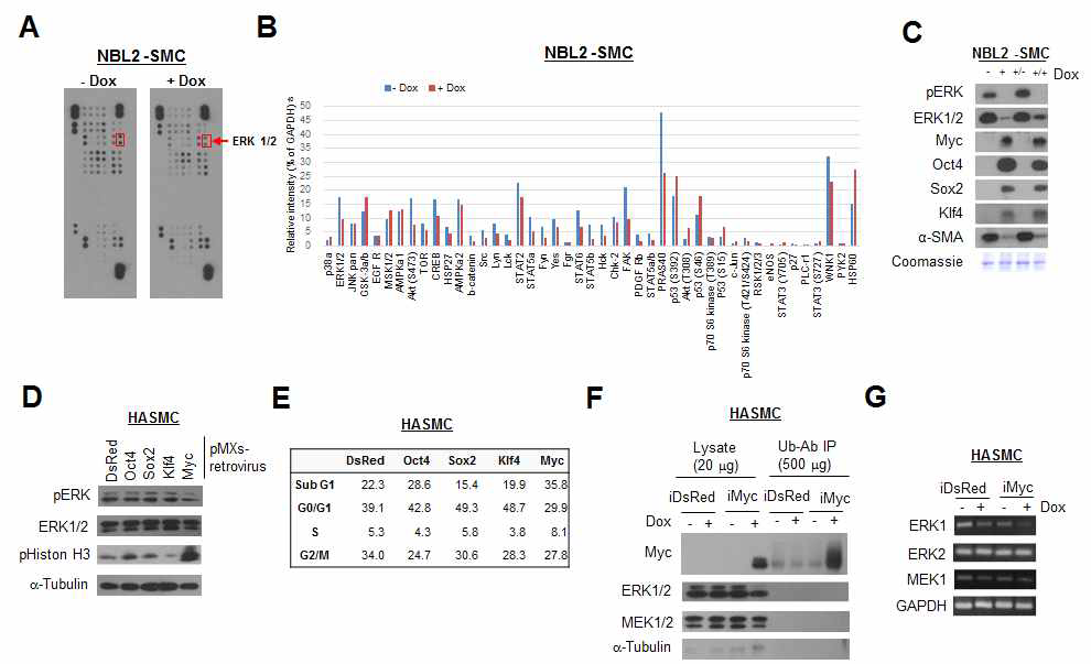 인간 나이브 리프로그래밍 세포주를 이용한 신호전달 연구. A) Dox 유무에 의한 NBL2-SMC에서 phospho-kinase antibody array 분석. red bod, ERK1/2. B) ImageJ를 이용한 phospho-kinase antibody array의 spot density 분석. C) Dox 유무에 의한 NBL2-SMC의 western blot 분석. Coomassie staining, equal sample loading 분석용. D) 리프로그래밍 인자의 레트로바이러스 발현 시료의 western blot 분석. E) 레트로바이러스 발현 HASMC의 cell cycle analysis. F) Myc 발현 시료의 ubiquitination을 위한 western blot 분석. G) Myc 발현 HASMC의 RT-PCR 분석