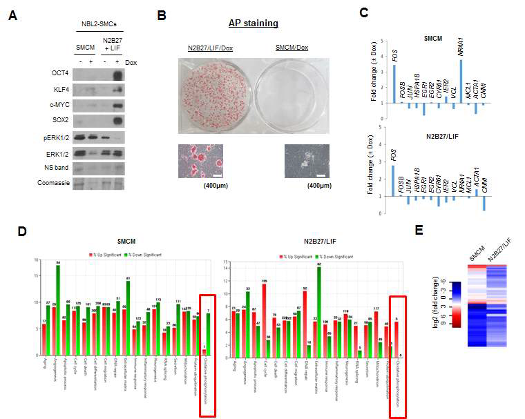 배양배지가 NBL2-SMC의 naive 리프로그래밍에 미치는 영향 연구. A) western blot analysis. B) AP 염색. C) IEG의 RNA-seq 분석. D) Gene ontology 분석. Red box, oxidative phosphorylation. E) Heat map 분석