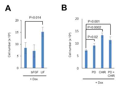 cytokine과 2i가 NBL2-O△PG-iPSC의 성장에 미치는 영향연구. A) cytokine에 의한 NBL2-O△PG-iPSC 성장도. B) 2i에 의한 NBL2-O△PG-iPSC 성장도