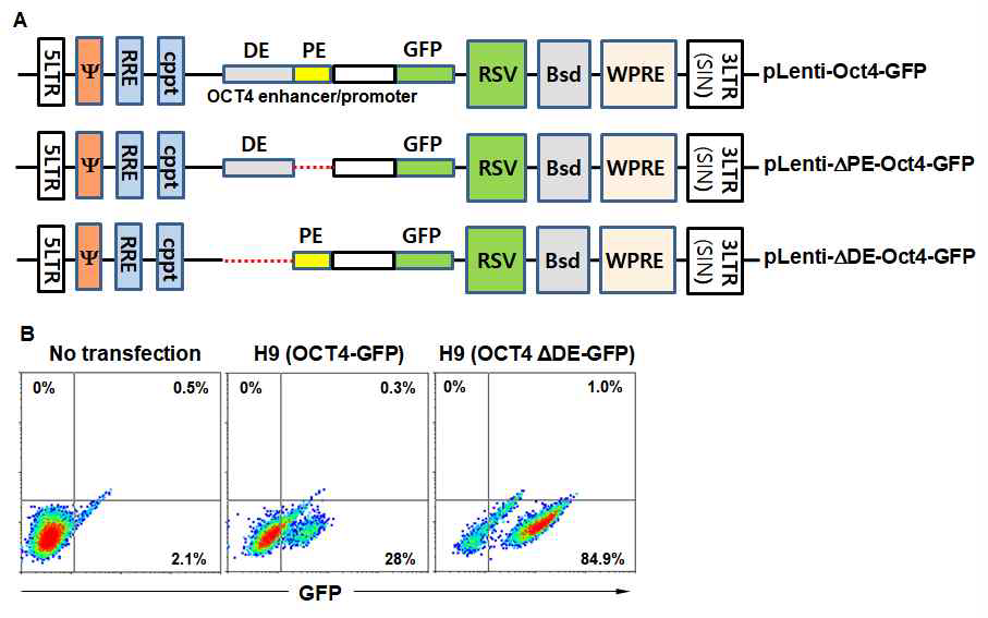 Construction of primed H9 cells with pLenti-Oct4-GFP, pLenti-ΔDE-Oct4-GFP, or pLenti-ΔPE-Oct4-GFP reporters