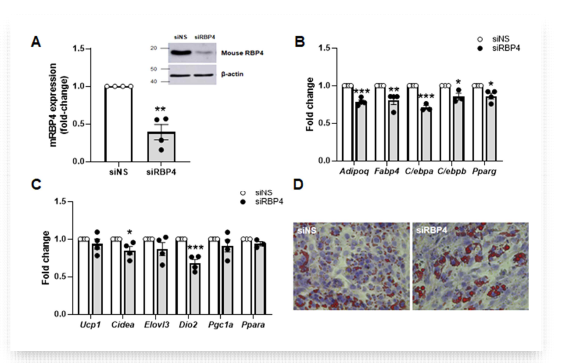 갈색지방세포 분화 과정에서의 RBP4. (A) 분화 2일차에 siRNA를 통한 RBP4 저발현에 대한 mRNA 및 단백질 양 확인; (B-C) RBP4 저발 현에 의한 갈색지방세포 분화 및 열발생에 관여하는 유전자 변화; (D) Oil Red O 염색을 통한 지방 염색