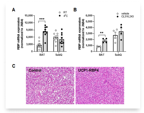 생체 내 지방조직에서의 RBP4 발현. (A) 저온 노 출에 의한 갈색지방과 피하백색지방에서의 RBP4의 발현양 비교; (B) CL316,243을 3일 동안 복강으로 투여한 마우스 의 지방 내 RBP4의 발현양 비교; (C) 갈색지방 특이적 RBP4 과발현 마우스 모델에서의 갈색지방조직의 H ***, p<0.001