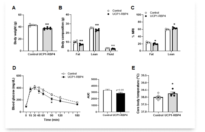 갈색지방 특이적 RBP4 과발현 마우스의 특성. 일반식이를 섭취한 27주령된 마우스의 몸무게 (A) 및 MRI (B, C), 포도당에 대한 내성 평가(D, E), 생체 내 체온 측정(E). *, p<0.05; **, p<0.01