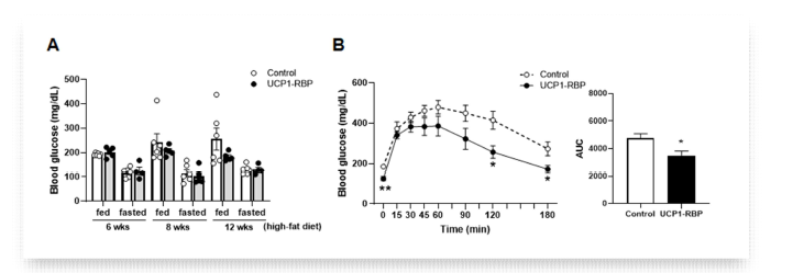 고지방식이를 섭취한 갈색지방 특이적 RBP4 과발현 마우스의 고지방식이 섭취 기간 별 혈당 조사 (A) 및 포도당에 대한 내성 평가 (B)
