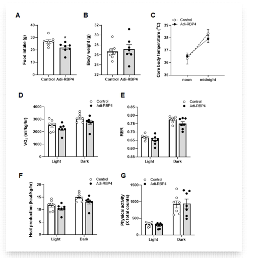 Adi-RBP4 마우스 모델의 에너지 소비량. 음식 섭취량 (A)과 체중 변화 (B); (C) 상온에서의 온도 변화; (D) 산소 소 비량; (E) 호흡 지수; (F) 에너지 소비량; (G) 신체 운동량. *, p<0.05