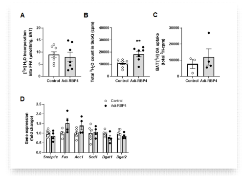 고지방식이를 섭취한 adi-RBP4 마우스 모델의 갈색지 방조직 및 백색피하지방에서의 지방산 흡수 속도 (A, B)와 지방 생성 속도 (C), 지방합성에 관여하는 유전자 발현 (D). **, p<0.01