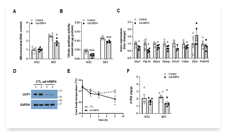 고지방식이를 섭취한 adi-RBP4 마우스 모델의 지방조직 내 미토콘드리아 활성도 및 열발생. 지방조직 내 미토콘드리아의 양 (A)과 활성도 (B); (C) 갈색지방조직에서의 갈색지방조직의 대표적 인 표식 유전자 mRNA 발현; (D) 갈색지방조직에서의 언커플링 단백질의 발현; (E) 저온 노출시 시 간별 체온 유지 관찰; (F) retinoic acid의 양 측정 및 retinoid 대사과정에 관여하는 유전자 발현 (G). *, p<0.05; ***, p<0.001