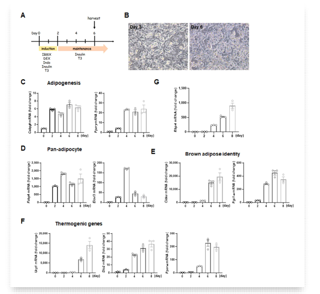 갈색지방세포의 분화과정 동안의 RBP4 발현 변화. (A) 갈색전지방세포주의 성숙한 갈색지방세포로의 분화 방법; (B) 분화과정에서의 지방의 축적; (C-F) 분화 과정에서의 유전자 발현 변화; (G) 분화과정에서의 RBP4의 발현
