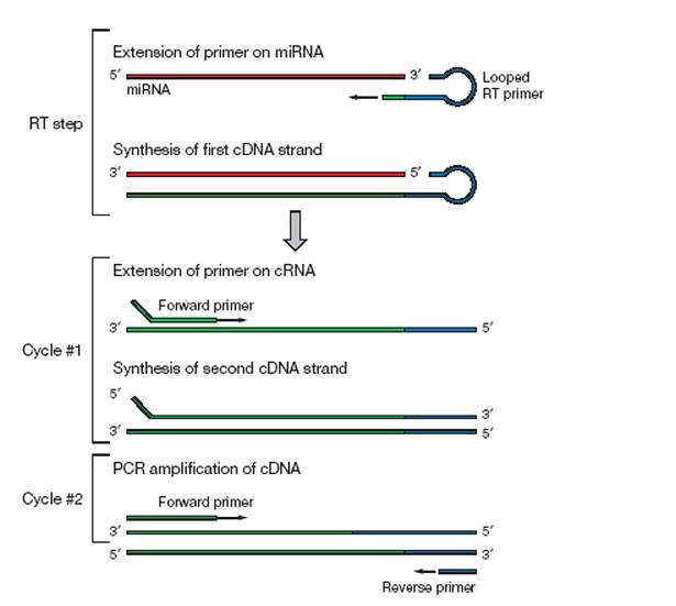 RNA를 역전사 효소를 이용하여 추출하고, PCR과정
