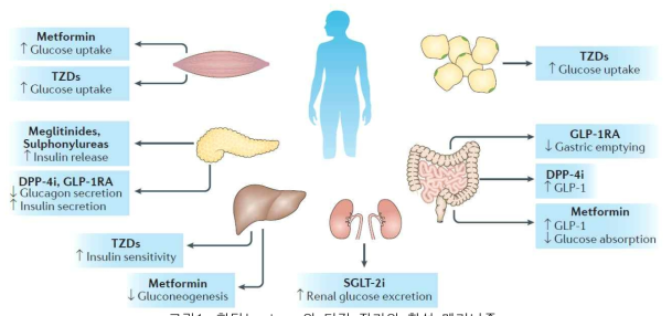 항당뇨 drugs의 타깃 장기와 활성 메커니즘