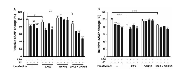 GPR55와 LPA2 활성화에 의한 cAMP 신호전달경로의 변화