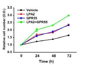 LPA2-GPR55의 상호작용에 의한 세포 증식 증가