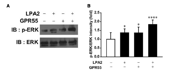 LPA2-GPR55의 상호작용에 의한 ERK 인산화 변화 확인