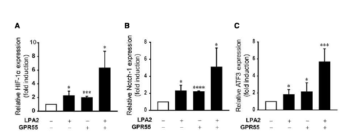 LPA2-GPR55의 상호작용에 cancer progression gene expression의 변화 확인