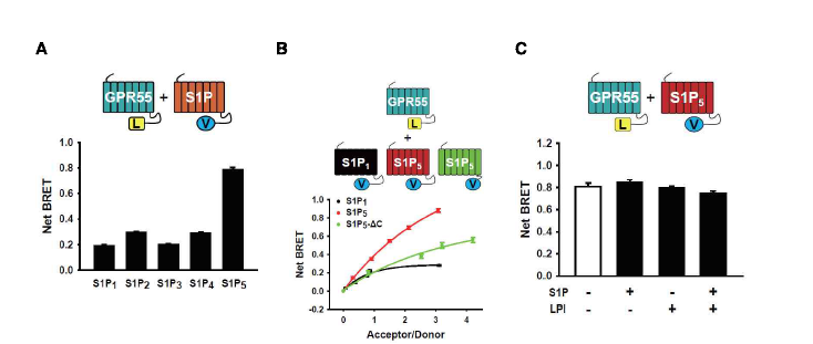 S1PR-GPR55의 BRET분석