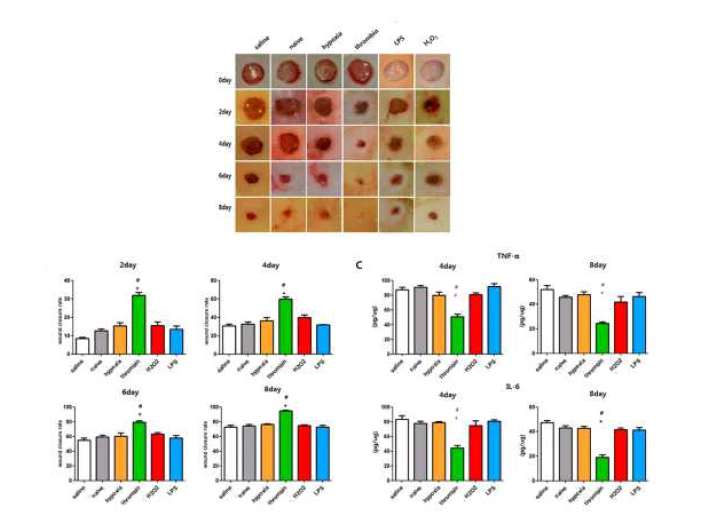 상처 유발 동물모델에서 치료 효능 및 싸이토 카인 비교