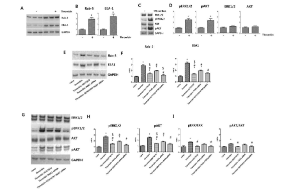 Protease-activated receptors(PAR) 조절을 통한 엑소좀 생성 기전 연구