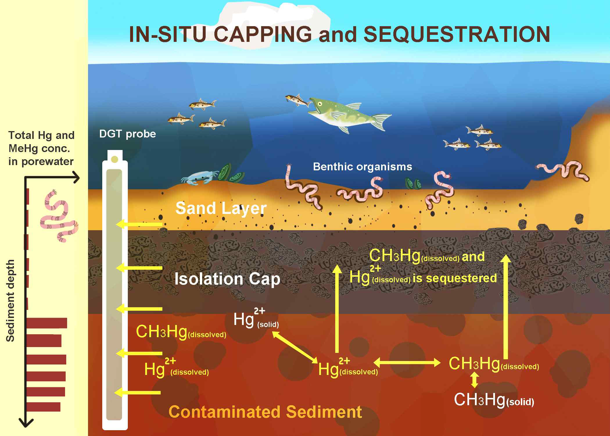 수은 오염 퇴적물에 캐핑 기 술 적용시 수은의 거동 및 생물농축 저감효과 모식도. 캐핑 기술의 경우 오염퇴적물과 저서생물을 분리하여 수은농축 및 용출플럭스를 감소시켜 위해성을 관리하는 기술임(1). 그러나 캐핑후 퇴적물에 혐기성 환경이 조성 되어 메틸수은의 생성이 촉진될 수 있음(2). 이때 캡에서의 메틸수은의 이동, 흡착, 탈메틸화 등의 기작을 이 해하는 것이 중요함