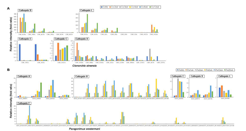 Transcriptional regulation of cathepsins (cysteine protease) which might have important roles for host infection as pathogens in C. sinensis (A) and P. westermani (B)