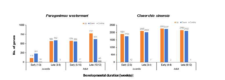 The analysis of transcriptional patterns from juvenile to adult worm of P. westermani and C. sinensis