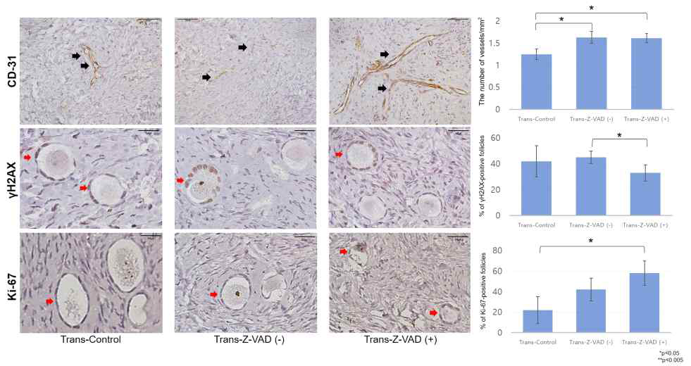 Histological features of human ovarian tissues after xenotransplantation in the three groups evaluated with immunohistochemical staining for CD-31 (magnification´400, control: n=10, trans-Z-VAD (-): n=19, trans-Z-VAD (+): n=20), Ki-67 (magnification´400, control: n=9, trans-Z-VAD (-): n=19, trans-Z-VAD (+): n=18), and γH2AX (magnification´400, control: n=10, trans-Z-VAD (-): n=18, trans-Z-VAD (+): n=18). Black arrows indicate CD-31-stained cells. Red arrows indicate Ki-67/γH2AX-positive primordial follicles